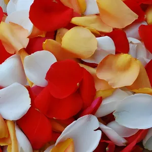 Orange Creamsicle Fresh Rose Petals